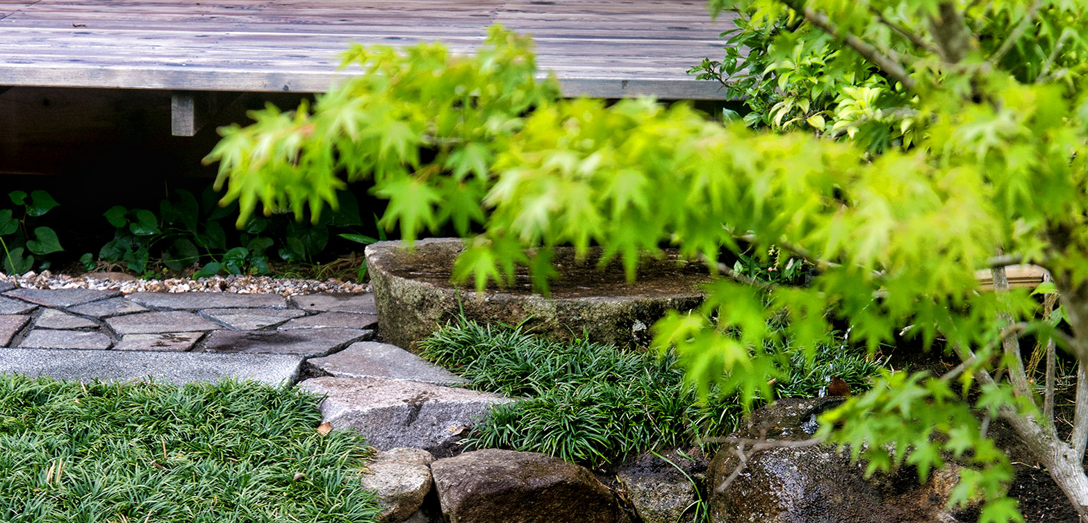 メダカが住む日本庭園